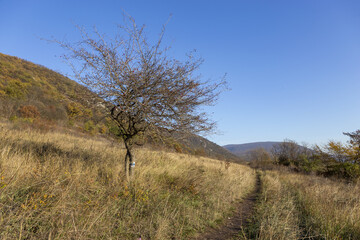 einsamer baum mit wegzeichen für touristen im feld in Ungarn