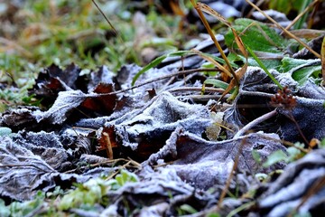 picture Plants in the first autumn freezing on meadows in Beskydy mountains, Northern Moravia, Czech Republic