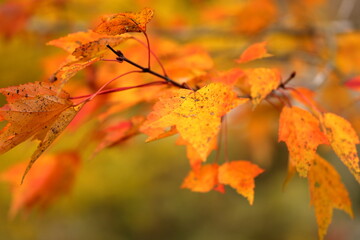 Obraz premium 色づくカエデ