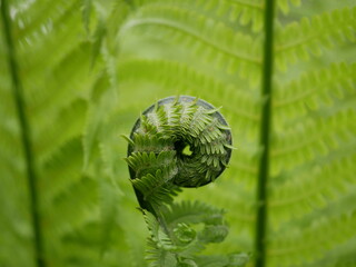 A new green fern leaf unfolds against the background of open leaves on a Sunny spring day in the...