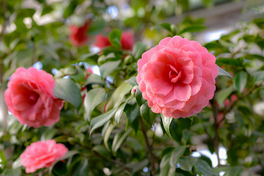 pink camellia flowers in garden