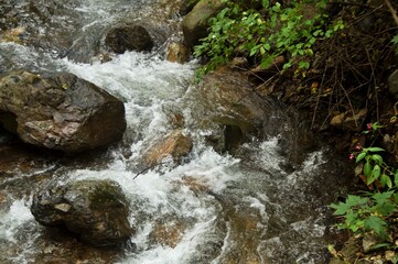a stream runs in the forest among large stones