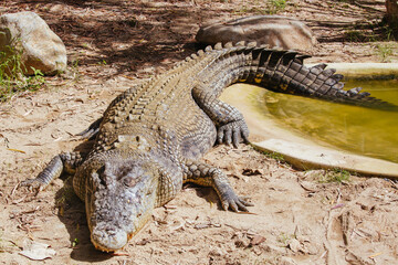 Queensland Crocodile in Rural Australia