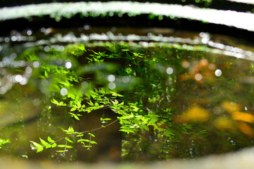 水瓶に映った新緑