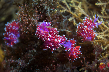 A group of Purple lady nudibranchs (Flabellina funeka) slender purple-bodied aeolid with red cerata having white tips.