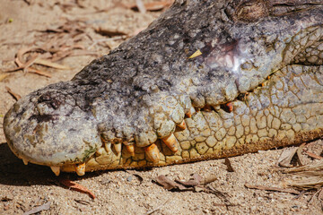 Queensland Crocodile in Rural Australia