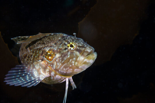 Super Klipfish (Clinus superciliosus) sitting on seagrass with dark background.