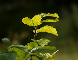 yellow leaf on a branch glows in the sun