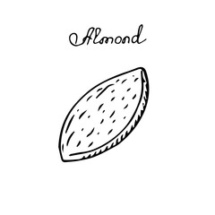 Almond in shell, vector illustration, hand drawing