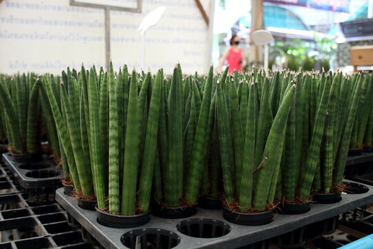 Row of Dracaena stuckyi or Sansevieria stuckyi in pots on black nursery plate.
