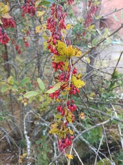 red currant bush