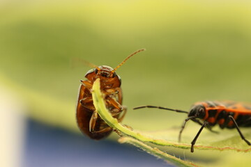 punaises sur une feuilles macro