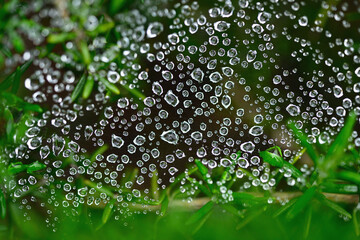 蜘蛛の巣と雨粒