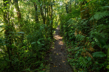 rain forest in Panama