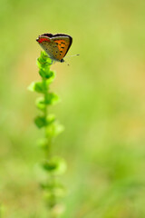 ベニシジミチョウ