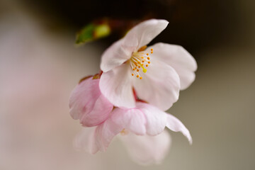 木漏れ日に咲く桜