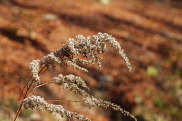 isoliertes Kraut im herbstwald