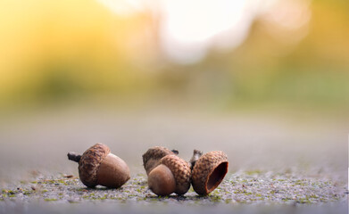 Macro of acorns set on the ground. Shallow depth of field with bokeh and blur