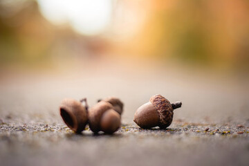 Macro of acorns set on the ground. Shallow depth of field with bokeh and blur