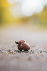 Macro of acorns set on the ground. Shallow depth of field with bokeh and blur