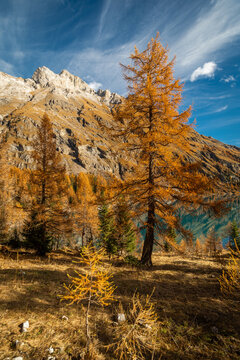 Lac de montagnes en automne avec les m&eacute;l&egrave;zes jaune et un lac.
