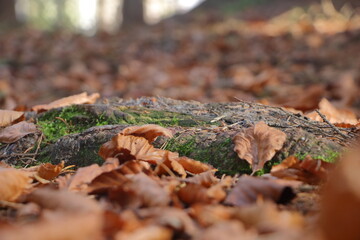 teil einer Baumwurzel im herbstlichen Laub eines Waldes