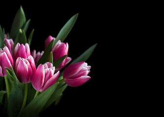 Pink tulips on black background