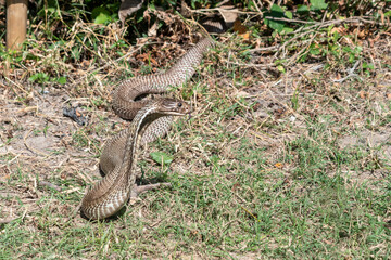 The Indian cobra (Naja naja), also known as the spectacled cobra, Asian cobra, or binocellate cobra, is coming out from the jungle during the daylight