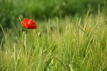 Kornfeld mit Mohnblume