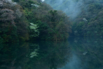 桜咲く霧の池