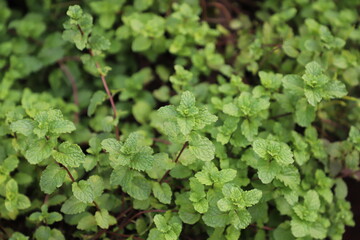 Fresh green Peppermint leaves on mint ready to collect tree in nature