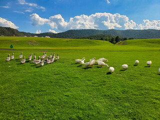 Obraz premium white and gray geese walk on a green meadow, beautiful landscape and blue sky on the background.