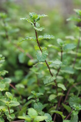 Fresh green Peppermint leaves on mint ready to collect tree in nature