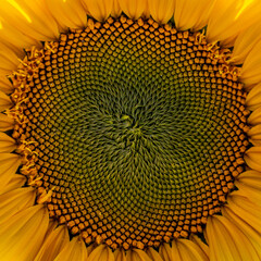 A Full Frame Photograph of the Centre of a Sunflower
