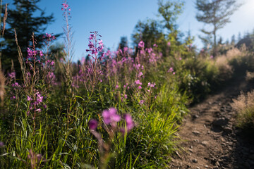 purple flowers in the mountain meadow, flower detail from czech national park, bohemian forest