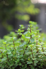 Naklejka premium Fresh green Peppermint leaves on mint ready to collect tree in nature