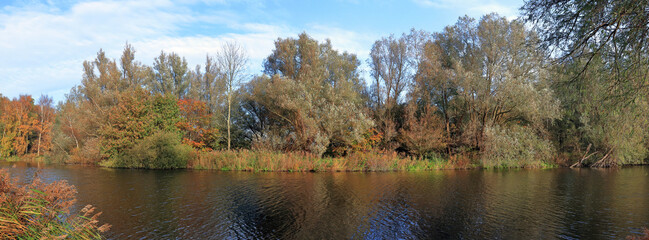 Willow swamp forest on a sunny day in autumn, in the West of the Netherlands