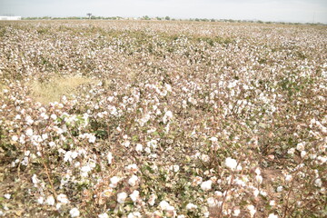 cotton field