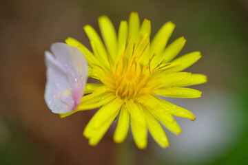 タンポポと桜の花びら