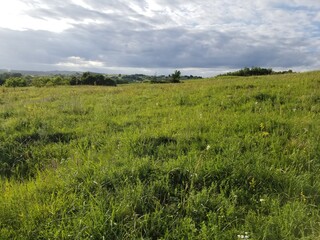 grass and blue sky