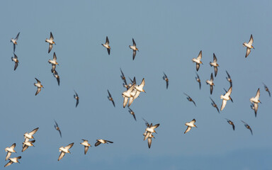 Dunlin (Calidris alpina) birds in flight.