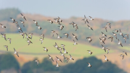 Dunlin (Calidris alpina) birds in flight.