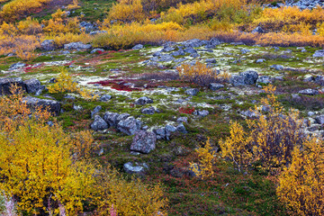 Vivid colorful vegetation on the slopes of the cliffs in the tundra.