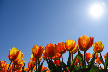 Obraz premium Close up of red yellow tulips form frog perspective.