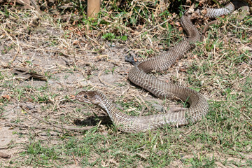 The Indian cobra (Naja naja), also known as the spectacled cobra, Asian cobra, or binocellate cobra, is coming out from the jungle during the daylight