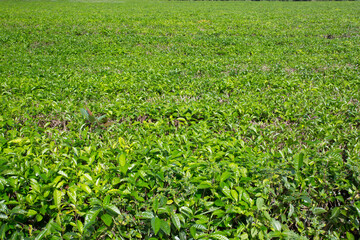 Fototapeta na wymiar Daintree Tea Plantation