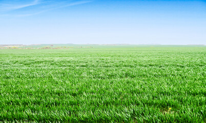 Fototapeta na wymiar Scenic landscape background of blue sky and green meadow grass. Wide view of rural scenery. Natural background of green grass on a sunny day, Fresh succulent photography. 