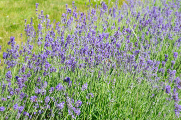 Purple Lavandula (common name lavender) flowers.