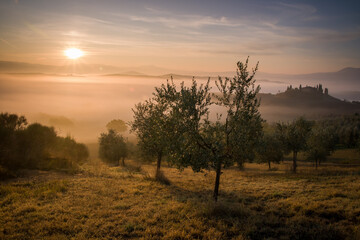 Fototapeta na wymiar olive trees in the meadow covered by morning fog, sunrise in tuscany, italy, san quirico