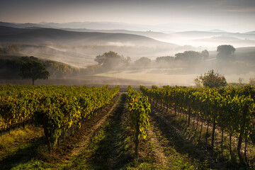 Fototapeta na wymiar beautiful vineyard valley in autumn colors, landscape covered by decent fog with sun light going through, italy, tuscany